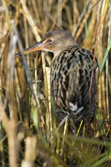Longirostris: California Clapper Rail