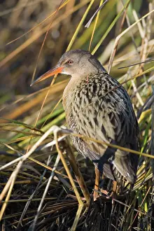 Longirostris: California Clapper Rail