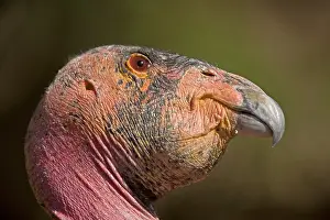Gymnogyps: California Condor