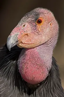 Gymnogyps: California Condor