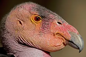 Gymnogyps: California Condor