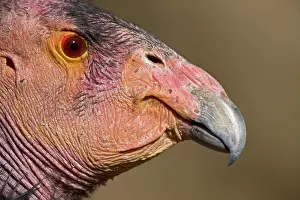 Gymnogyps: California Condor