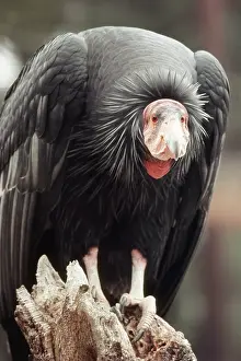 Condor: California Condor