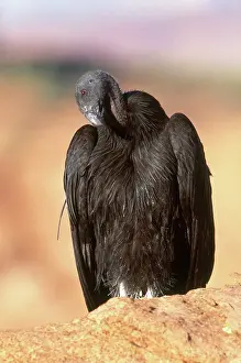 Condor: California Condor
