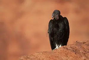 Condor: California Condor