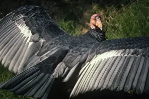 Condor: California Condor