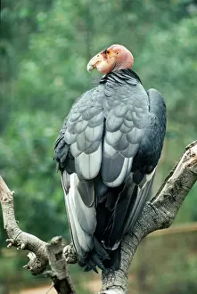 Condor: California Condor