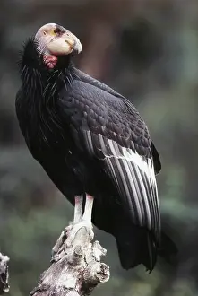 Condor: California Condor