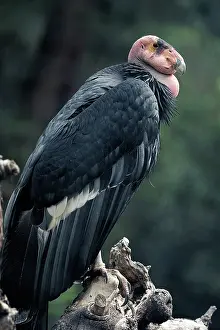 Condor: California Condor