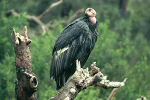 Condor: California Condor