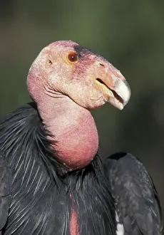 Condor: California Condor