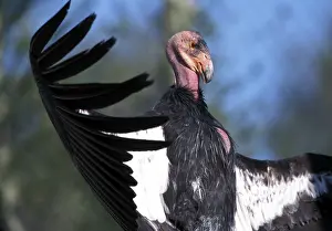 Condor: California Condor