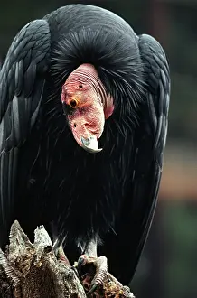 Condor: California Condor