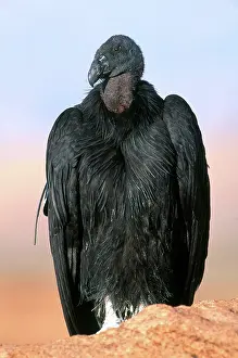Condor: California Condor