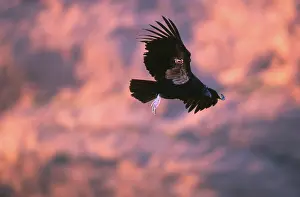 Condor: California Condor