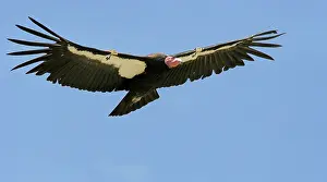 Condor: California Condor