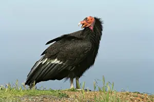 Condor: California Condor