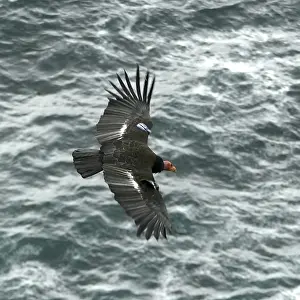 Condor: California Condor