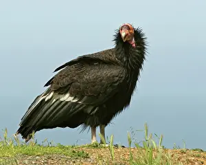 Condor: California Condor