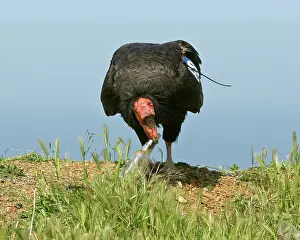 Condor: California Condor