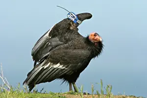 Condor: California Condor