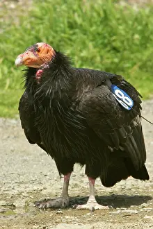 Californianus: California Condor
