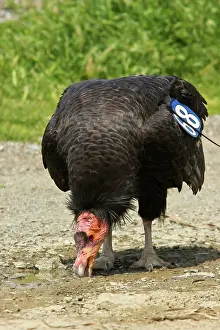 Californianus: California Condor