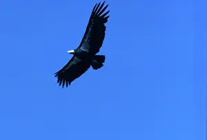 Californianus: California Condor