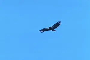 Californianus: California Condor