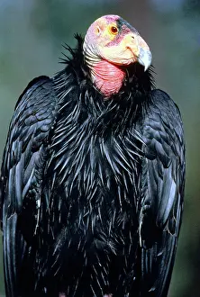 Californianus: California Condor