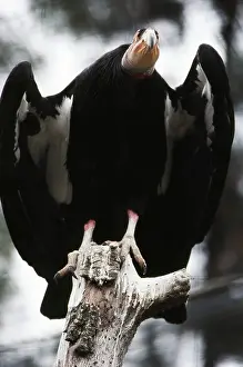 Californianus: California Condor
