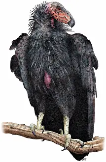 Californianus: California Condor