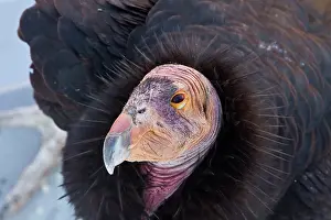 Condor: California Condor, California Condors, Vultures