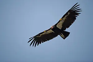 Gymnogyps: California Condor - in flight
