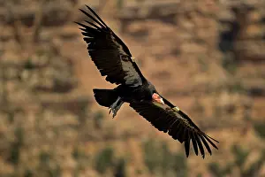 Gymnogyps: California Condor - in flight