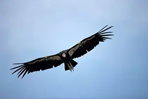 Gymnogyps: California Condor - in flight