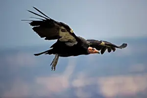 Gymnogyps: California Condor - in flight
