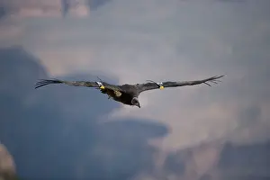 Gymnogyps: California Condor - in flight