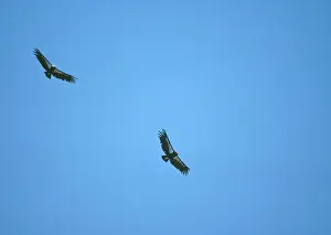 Condors: California Condor - Two in flight