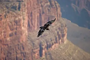 Gymnogyps: California Condor - in flight over canyon