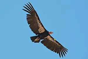 California Condor in flight above Grand Canyon reintroduced