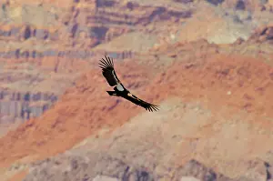 Vermillion: California Condor - in flight near the Vermillion Cliffs