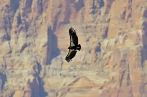 Condors: California Condor - in flight near the Vermillion Cliffs