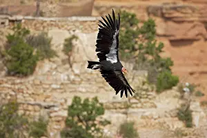 Tags: California Condor - In flight showing tags