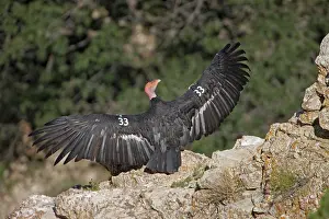 Californianus: California Condor (Gymnogyps californianus) - Arizona-Endang