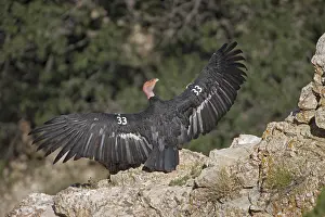 Californianus: California Condor (Gymnogyps californianus) - Arizona-Endang