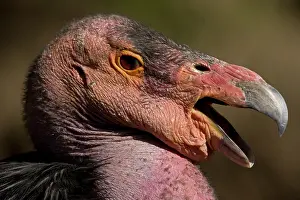 Californianus: California Condor (Gymnogyps californianus) - Captive