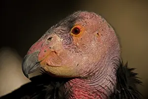 Californianus: California Condor (Gymnogyps californianus) - Captive