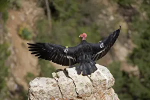 Californianus: California Condor (Gymnogyps californianus) - Sunning on roc