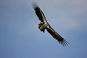 Tags: California Condor - Immature male in flight showing tags